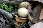 Fungus 2